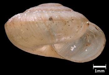 Media type: image;   Malacology 382076 Aspect: apertural